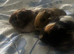 Female baby guinea pigs