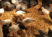 5 week old sexed pullet chicks