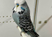 Male English Budgie For Sale