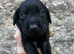 Beautiful KC Black Labrador Puppies