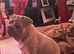 Lovely French bull dog rope (male)