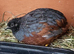 Cute button quail chicks