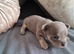 Chihuahua puppies for sale