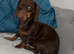 Female Daschund needs new home