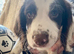 Springer / cocker spaniel pup mixed liver Roan