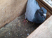 Pair of coloured racing pigeons for sale