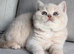 Gccf kittens available