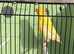 Proven Lancashire canary hen