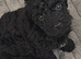 F1bb cockerpoo puppies
