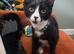 Tuxedo boy kitten