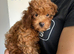 Toy solid red F1B Cavapoos- Stunning by Asian toy dad