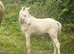 Cremello section B colt foal