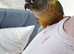 Semi tame conure