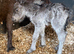 2026 Filly to make 10.2hh