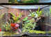 Reptile fish amphibians insects wanted