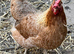 Cochin x Cream Legbar 1 week old chicks