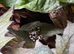 Amazon Milk Frogs