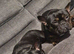 2 French bulldogs