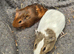 Guinea Pigs looking for new homes