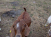 Boar Goats For Sale