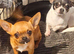 KC REG CHIHUAHUAS LAST BOY READY NOW!