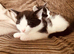 8 week kittens
