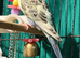 Young Budgies 8 to 10 Weeks Old Available Runcorn Area