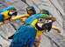 Stunning Baby HandReared Super Tame Cuddly Blue & gold Macaw Parrot, 30