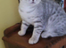 British Shorthair kitten