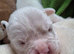 7 beautiful kc registered puppies