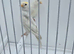 BEAUTIFUL PROVEN PAIR REDPOLLS MUTATION COLORS