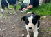 8 week old border collie pups