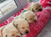 Golden&Yellow Kc registered Labrador Retrievers