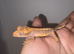 Crested geckos for sale!