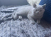 British blue kittens