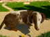 Beautiful Dachshund famale in need new home