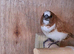 Bengalese finches