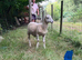 Easycare ram lambs