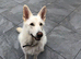 White German Shepherd 11 month old
