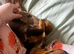 Femal dachshund 1 year 3 months