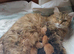 Maine Coon cross Norwegian kittens