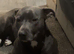 8 beautiful staff/lab cross puppies