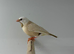Long-tailed Finch