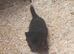 German shepherd puppies
