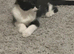 Kitten boy black and white