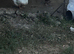 Pair of female ducks