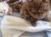 British short haired cross kitten for sale