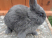 Solid blue  netherland dwarfs Baby boys