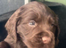 K/c working chocolate cocker puppies