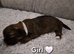 Beautiful shorkie puppies (Shih-tzu x Yorkshire terrier)- family raised